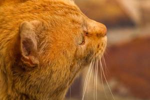 dolce e pigro gattino allo zenzero - gattino arancione da vicino foto