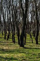 tronchi d'albero in una fitta foresta, attraverso file di alberi. foto