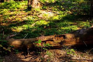 vista attraverso gli alberi della foresta, i raggi del sole sui dettagli della foresta di montagna foto