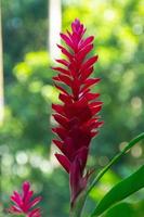 zenzero rosso alpinia purpurata fiore tropicale foto