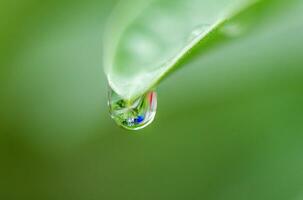 acqua gocce su il Adenium albero foto