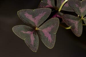 oxalis purpurea, oxalis triangolare fioritura viola fiori nel il giardino naturale sfondo foto