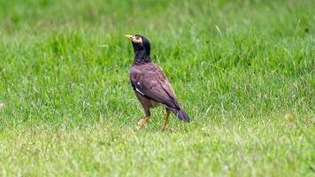 Comune myna In piedi su il campo foto