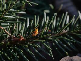 pino albero ramo con aghi e d'oro coccinella scarafaggio su esso buio sfondo foto