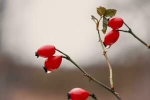 autunno natura sfondo con rosa canina siepe rami con frutta e un' acqua far cadere su uno di loro dopo pioggia su blured sfondo foto