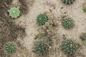 cactus nel il sabbia, verde cactus superiore Visualizza su un' roccia giardino, foto