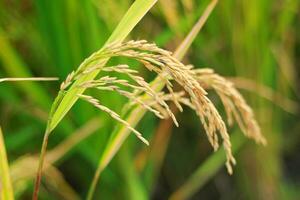 maturo risaia riso campo prima raccolto, maturo risaia riso in crescita nel riso campo foto