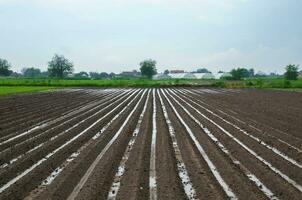 il azienda agricola campo è allagato con pesante torrenziale piove. minaccia di perdita di futuro Patata raccolto. instabile tempo atmosferico. danno per aziende agricole e il agroindustria. agricoltura, agricoltura paesaggio. foto