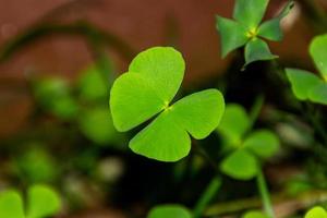 pianta verde conosciuta come quadrifoglio, molto usata come portafortuna
