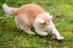il gattino rosso cacciava la talpa, un istinto naturale nel gatto. foto