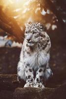 leopardo delle nevi panthera uncia ritratto di dettaglio foto