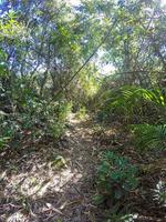 sentiero in una foresta nel quartiere jacarepagua di rio de janeiro, brasile