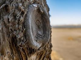 bellissimo tronco d'albero secco contro il cielo blu.struttura di legno foto