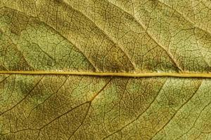 trama verde di una foglia secca foto