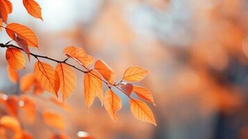 sfocato autunno le foglie con superficiale profondità di campo foto