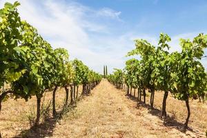 vigneto provenzale, francia foto