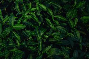 natura foglie verdi sfondo di tè in giardino a primavera