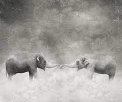 elefanti innamorati foto