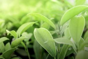 piante verdi naturali e foglie in giardino al parco pubblico foto