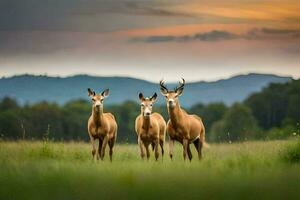 tre cervo in piedi nel il erba a tramonto. ai-generato foto