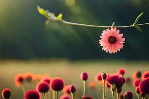 foto sfondo il sole, fiori, il campo, il sole, il campo, il sole,. ai-generato