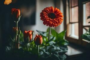 arancia gerbera fiore nel davanti di finestra. ai-generato foto