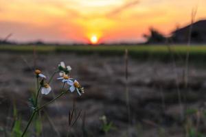 il fiore e lo sfondo del tramonto foto