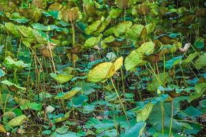 albero di loto e sfondo di foglie di loto