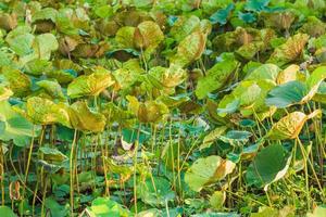 albero di loto e sfondo di foglie di loto