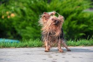 caldo umido yorkshire terrier scuote-down al park foto