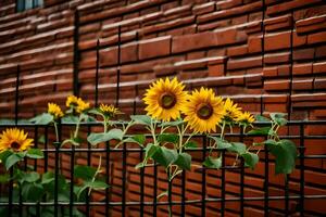 girasoli in crescita su un' recinto nel davanti di un' mattone parete. ai-generato foto