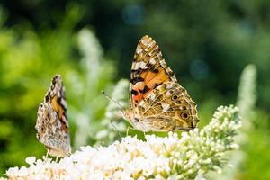 farfalla vanessa cardui o cynthia cardui in giardino foto