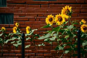 girasoli siamo in crescita nel davanti di un' mattone parete. ai-generato foto