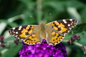 farfalla vanessa cardui o cynthia cardui in giardino foto