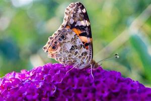 farfalla vanessa cardui o cynthia cardui in giardino foto