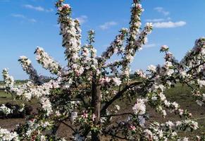 alberi da frutto in fiore nel vecchio paese vicino ad Amburgo, Germania foto