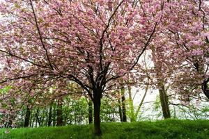 alberi da frutto in fiore nel vecchio paese vicino ad Amburgo, Germania foto