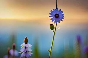 viola fiori nel il campo a tramonto. ai-generato foto