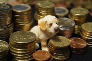 quali sono i costi di un animale domestico foto