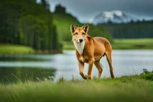 un' cane a piedi lungo il erba vicino un' lago. ai-generato foto