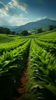 germinazione Mais Linee privato campo, lussureggiante verde righe grazia agricolo paesaggio verticale mobile sfondo ai generato foto