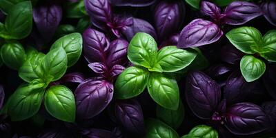 bellissimo basilico avvicinamento. rugiada gocce su le foglie. verde e viola basilico. generativo ai foto