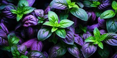 bellissimo basilico avvicinamento. rugiada gocce su le foglie. verde e viola basilico. generativo ai foto