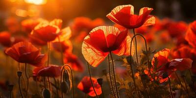 campo di papaveri a alba. papavero giorno. memoria di tutti il soldati chi morto nel guerre coinvolgere grande Gran Bretagna. generativo ai foto