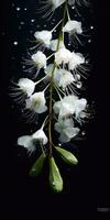 acacia fiori su un' buio sfondo. bianca fiori con gocce di pioggia. generativo ai foto