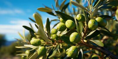 verde maturo olive su il ramo albero. generativo ai foto