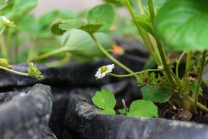 primo piano di fiori di fragola piantati in sacchetti di plastica foto