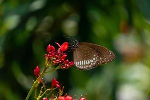 bellissima farfalla sul fiore foto