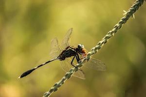 libellula su foglia, sfondo della natura foto