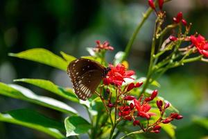 bellissima farfalla sul fiore foto